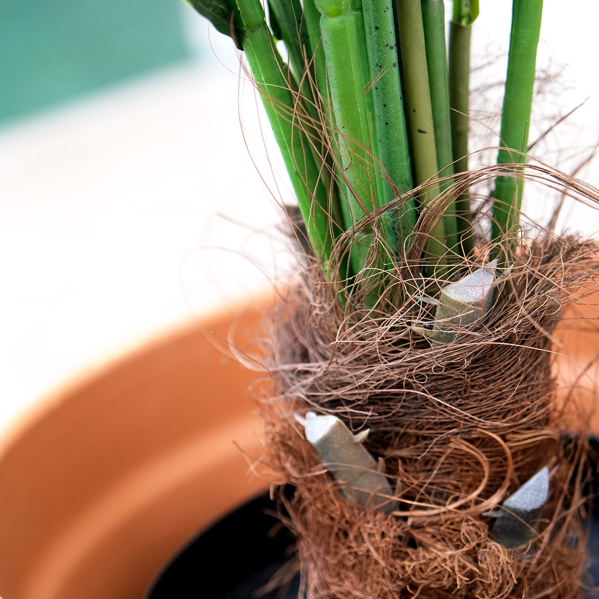 palmera artificial natur forest