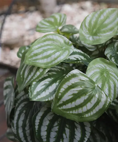 plantas_artificiales_ignifugas_alta-calidad_proteccion-uv_lidexgroup_importador_04