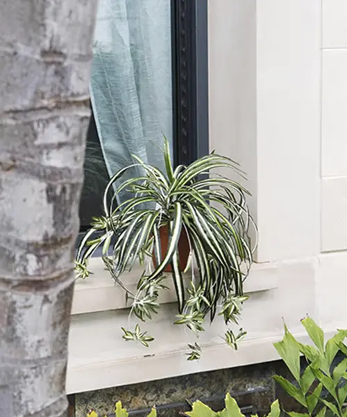 plantas_artificiales_ignifugas_alta-calidad_proteccion-uv_lidexgroup_importador_05