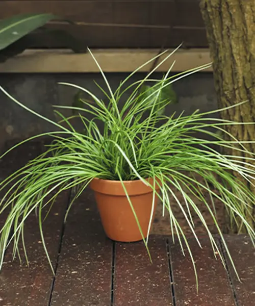 plantas_artificiales_ignifugas_alta-calidad_proteccion-uv_lidexgroup_importador_07